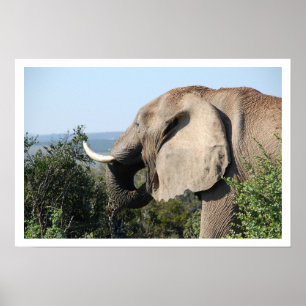 Elephant Eating, Zuid-Afrika Poster