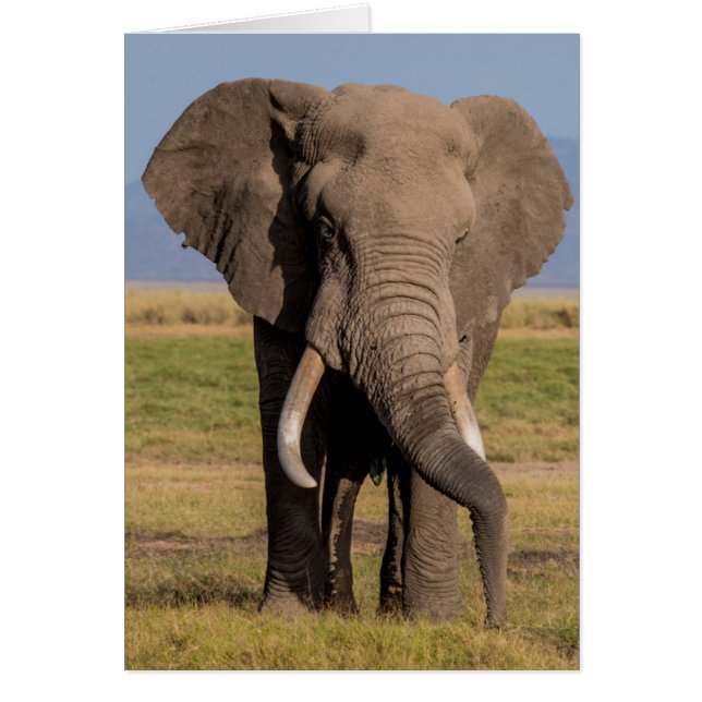 Éléphant en recherche (Devant)