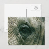 Elephant Eye Briefkaart (Voorkant / Achterkant)