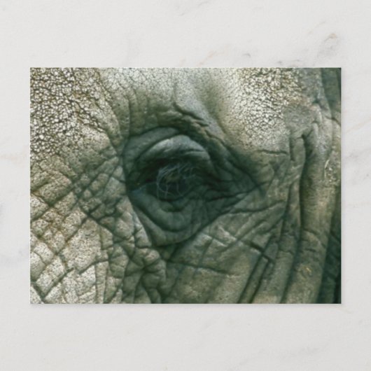 Elephant Eye Briefkaart (Voorkant)