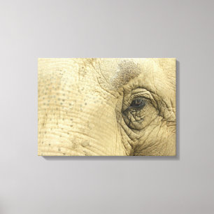 Elephant Eye Closeup Canvas Print
