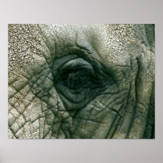 Elephant Eye Poster (Voorkant)