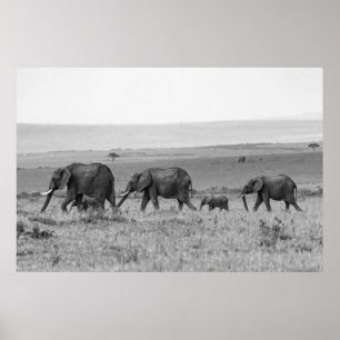 ELEPHANT FAMILIE BLACK & WHITE POSTER