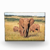 Elephant-familie in de struik fotoblokken (Voorkant)