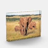 Elephant-familie in de struik fotoblokken (Links)