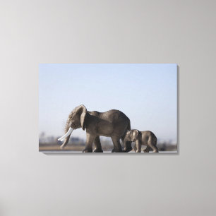 Elephant Family background blue sky Canvas Afdruk