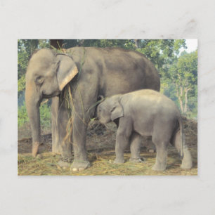 Elephant-fokcentrum chitwan - babby en mammie briefkaart