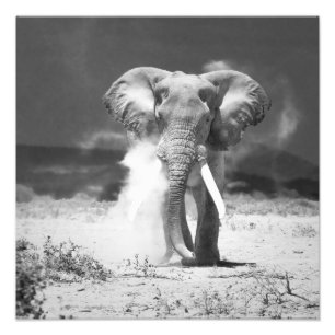 Elephant Foto Afdruk