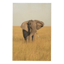 Elephant-foto in een natuurAfrikaanse omgeving