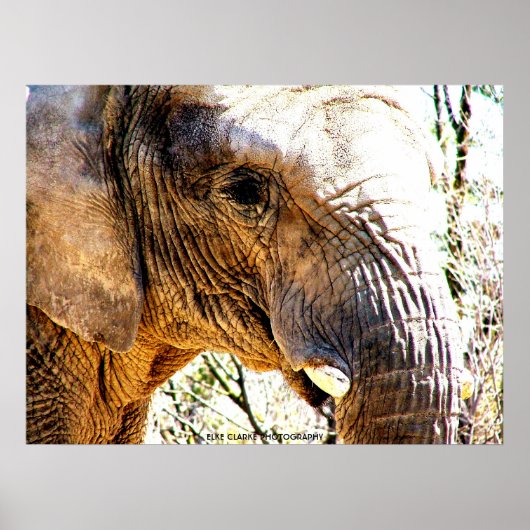 Elephant-foto Poster (Voorkant)