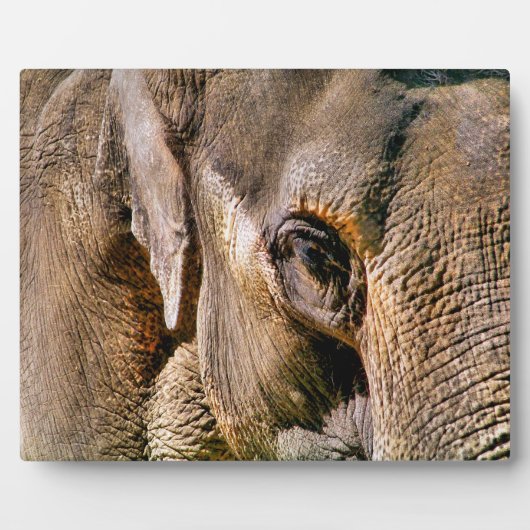 ELEPHANT FOTOPLAAT (Voorkant)