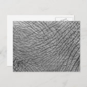 Elephant huid briefkaart (Voorkant / Achterkant)