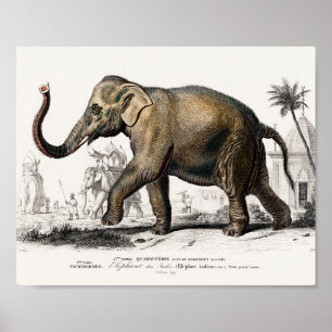 Elephant Illustration  Art Print
