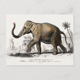 Elephant Illustration Art Print Briefkaart