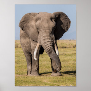 Elephant in een agressief middel poster