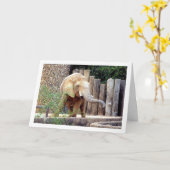 Elephant in Park Kaart (Gele Bloem)