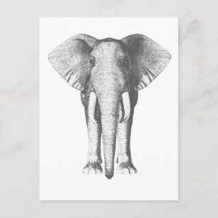 Elephant in zwart-wit briefkaart
