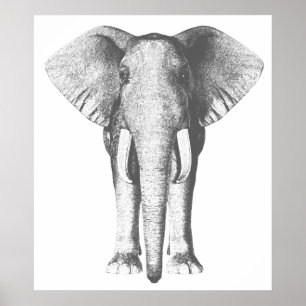 Elephant in zwart-wit poster