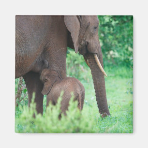 Elephant lactation magneet