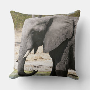Elephant (Loxodonta africana), Savute Channel Kussen