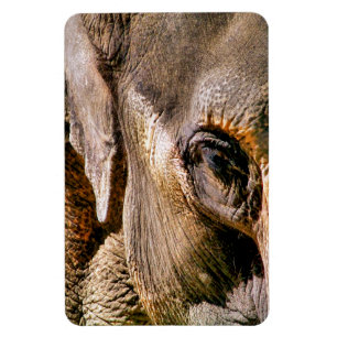 ELEPHANT MAGNEET
