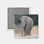 Elephant Magneet (Voorkant / Achterkant)