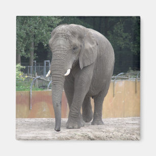 Elephant Magneet
