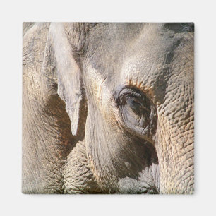 ELEPHANT MAGNEET