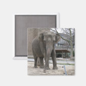 ELEPHANT magnet Magneet (Voorkant / Achterkant)