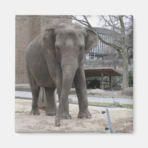 ELEPHANT magnet Magneet