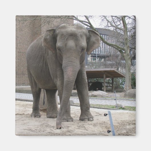 ELEPHANT magnet Magneet (Voorkant)