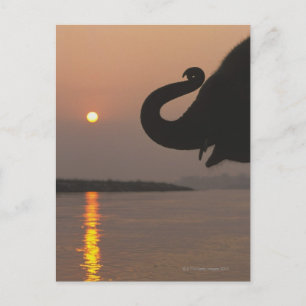 Elephant, Nationaal Park Chitwan, Nepal Briefkaart