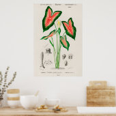Elephant oor (Caladium bicolor) Poster (Keuken)