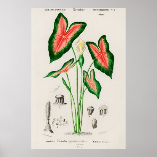 Elephant oor (Caladium bicolor) Poster (Voorkant)