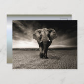 Elephant op Run Briefkaart (Voorkant / Achterkant)
