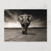 Elephant op Run Briefkaart (Voorkant)