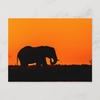 Elephant op Sunset in the Chobe Briefkaart