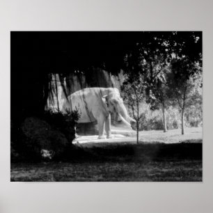Elephant Photo Print 14 x 11 inch