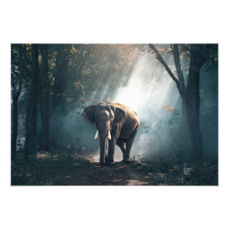 Elephant Photo Print Foto Afdruk