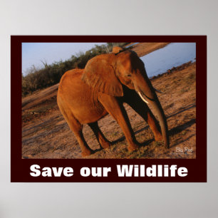 Elephant Photo Save Our Willife Poster