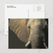 Elephant Portrait Briefkaart (Voorkant / Achterkant)