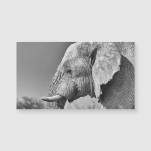 Elephant portret