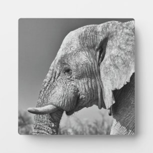 Elephant portret fotoplaat