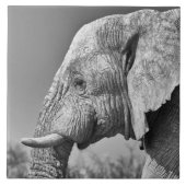 Elephant portret tegeltje (Voorkant)