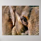 ELEPHANT POSTER (Voorkant)