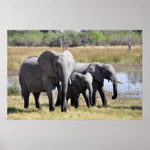 Elephant Poster