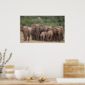 Elephant Poster (Keuken)
