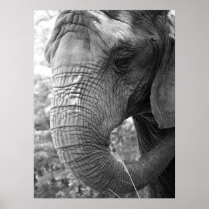 Elephant Poster