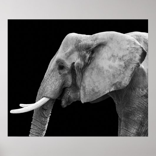 Elephant - Poster (Devant)