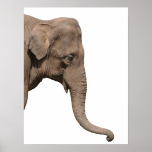 Elephant Poster
